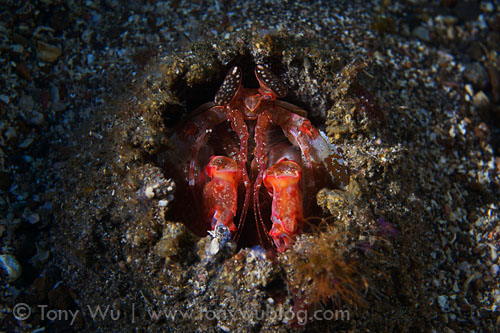 mantis shrimp in burrow
