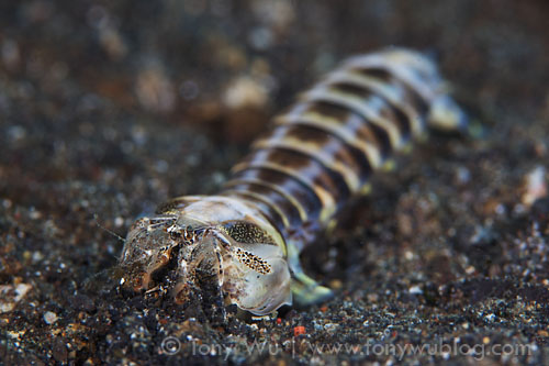 mantis shrimp profile