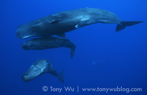 scar with two juvenile whales
