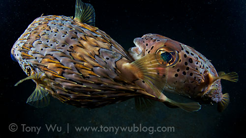 porcupine pufferfish