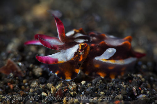 baby flamboyant cuttlefish