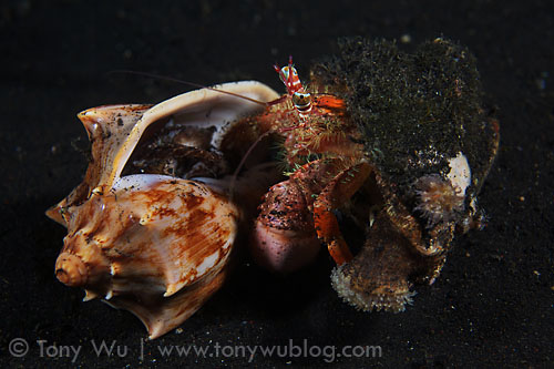 hermit crab eating