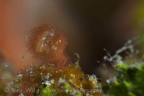 hairy shrimp