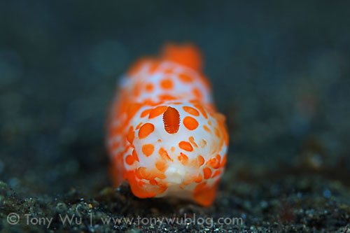 nudibranch with one rhinophore