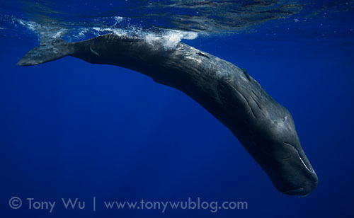 baby sperm whale