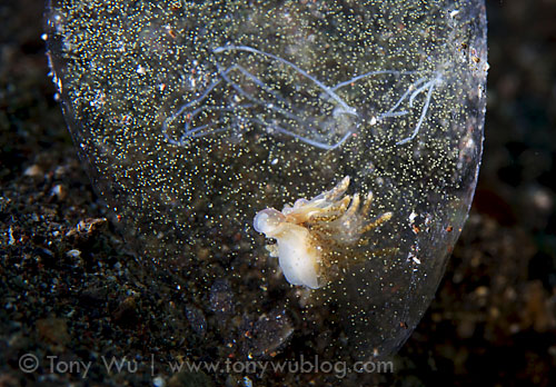 aeolid nudibranch eating worm eggs