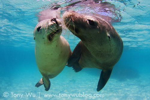 sea lions holding hands