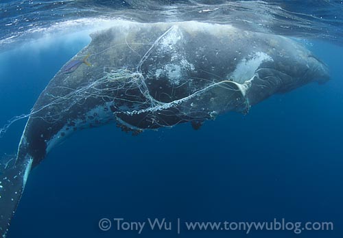 injured humpback whale