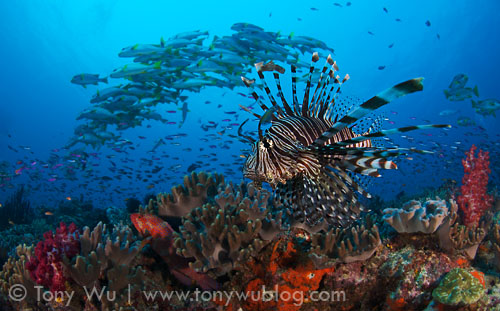 lionfish at suzies bommie