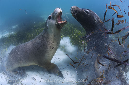 Two fighting Australian sea lions
