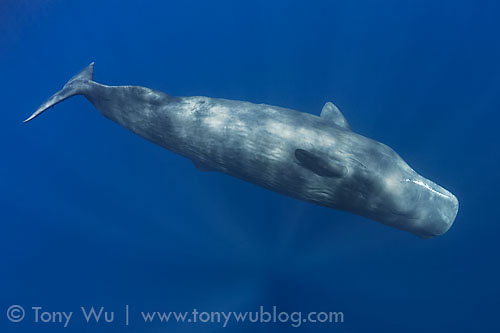Adult female sperm whale swimming upside-down to check me out with sonar
