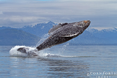 Humpback whale breaching in Alaska
