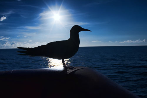Bird sitting on the back of MV Golden Dawn