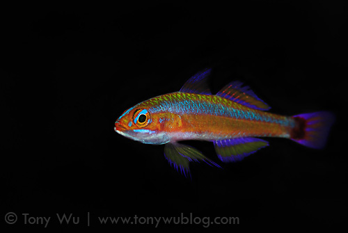Blue-striped cave goby, photographed at Lion Island near Loloata Island Resort