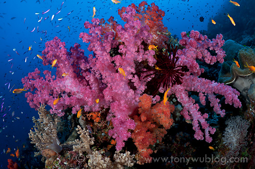 Spectacular pink and orange soft corals in full bloom