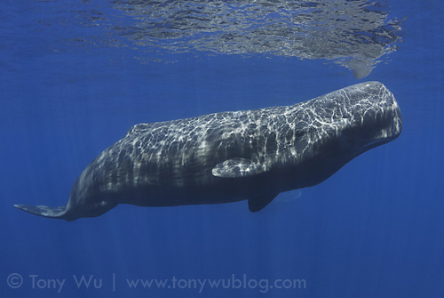 Sperm whale surfacing to take a breath