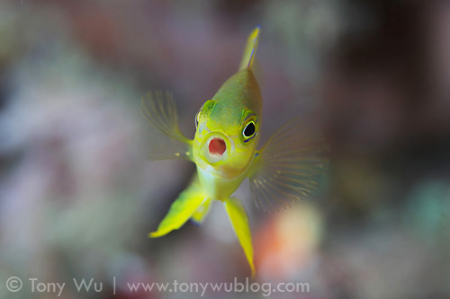 Juvenile Pomacentrus amboinensis damselfish with mouth wide open