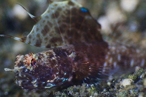 Rayed shrimp goby (Tomiyamichthys sp.)