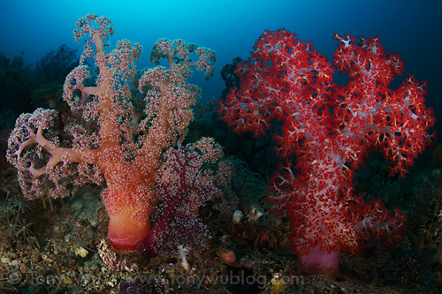 Colourful soft coral at Sullivan's Patches in Milne Bay