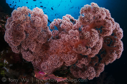 Plush soft coral, Nuakata Island, Milne Bay
