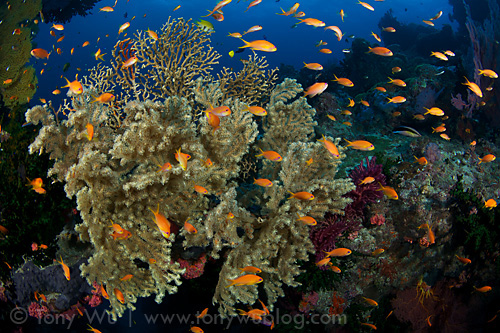 Sea fan and orange basslets on the Papua Barrier Reef