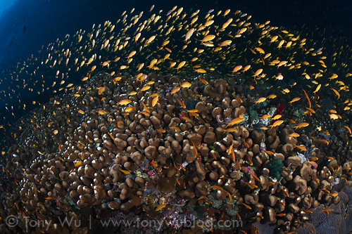 Swarm of Pseudanthias squamipinnis at Nuakata Island in Milne Bay province