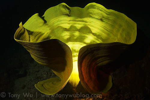 Nature produces amazing works of art, like this elephant-ear sponge that looks like a sculpture