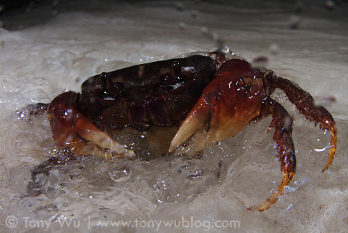 A female land crab (Cardisoma sp.) releasing eggs into the surf zone