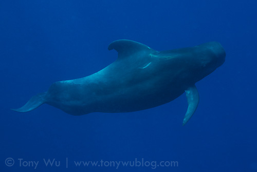 We came across a pod of short-finned pilot whales (Globicephala macrorhynchus)