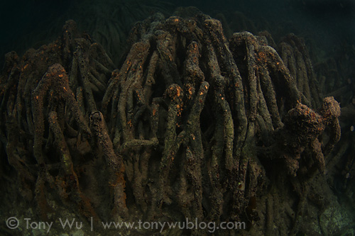 Intricate arrays of mangrove roots provide shelter for many juvenile animals