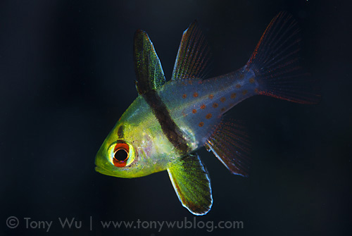 Juvenile pajama cardinalfish (Sphaeramia nematoptera) in Palau