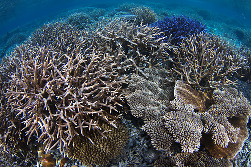 Thriving coral reef in an area that was devastated by El Niño in 1998 and crown of thorns thereafter