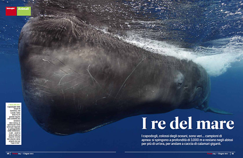Sperm whale feature in Focus Magazine Italy, Summer 2011