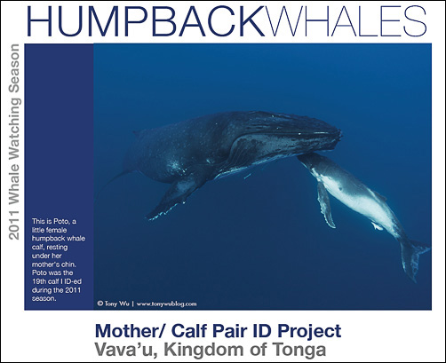 Humpback whale mother and calf ID project, Kingdom of Tonga