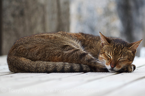 Sleeping cat at Mounu Island Resort Tonga