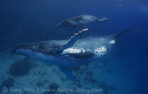 Humpback whale mother and calf. Tahaua is an adorable baby girl.