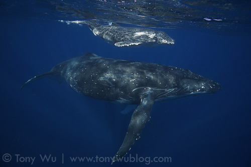 humpback whale calf and mom