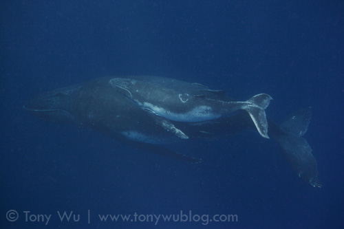 Fitu (calf #7 of the 2011 season) with mom. Note the unusual clover-like mark on the calf's dorsal surface.