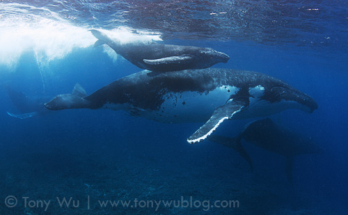 Lima (calf #5 of the 2011 season) and mom with two escorts, travelling at high speed