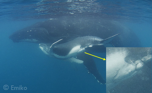 Tahataha (calf #11 of the 2011 season) with mom, in extremely bad visibility. Inset shows the calf's mammary slits