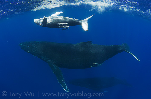 Humpback whale calf with mother and escort