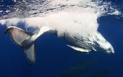 Humpback whale baby playing at ocean surface