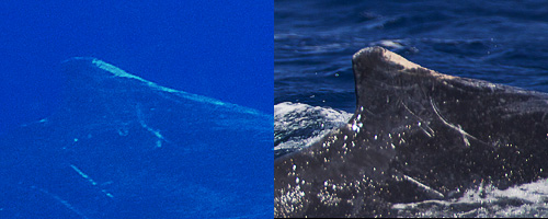 Comparison of escort whale's dorsal fin: Left taken with calf #18 on 27 Aug; Right taken with calf #17 on 26 Aug.