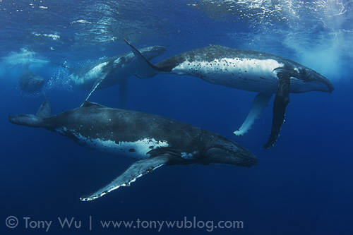 Four of the humpback whales in a five-whale heat run