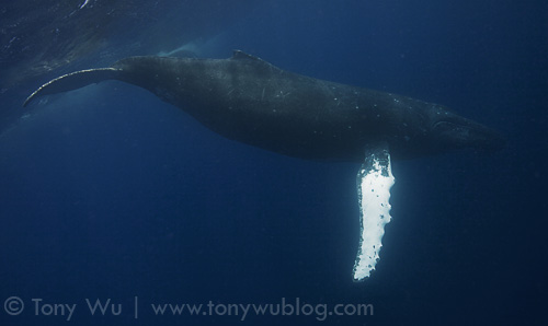 Humpback whale with all white pectoral fins!