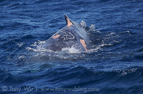 Front view. Wounds clearly visible on Tahafa's (calf #14) dorsal surface. The anterior portion of its dorsal fin appears to have been bitten off.