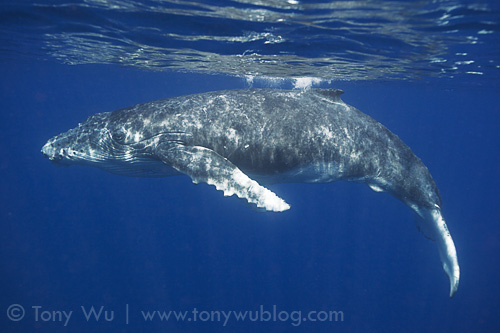 Toluono (calf #36, male) relaxing at the surface