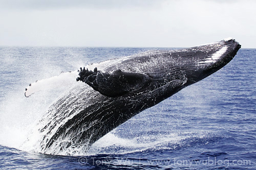 Breaching humpback whale that put on quite a show