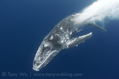 Humpback whale calf Fafa (#44, female) re-entering the water after breaching. Note the wounds all over her body.
