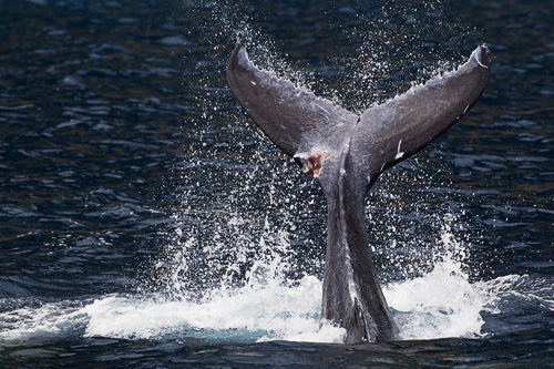 Large chunk missing from humpback whale calf Fafa's (#44, female) fluke